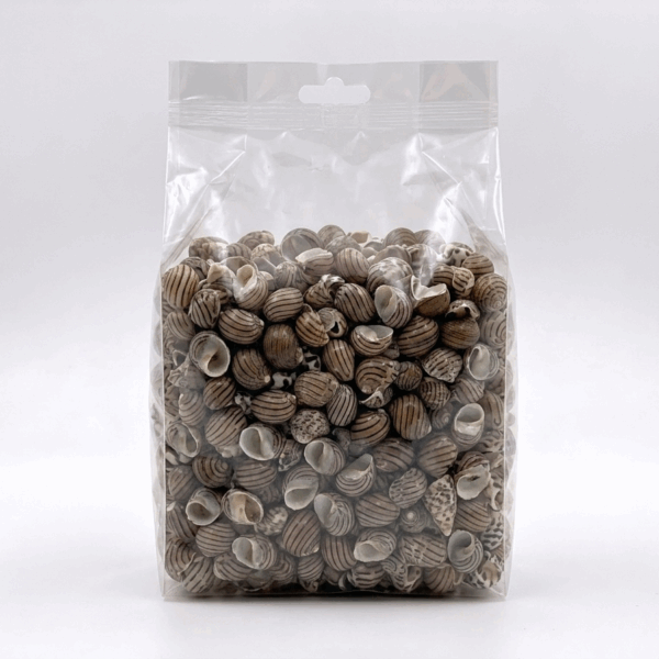 Nerita Communis Deniz Kabuğu 100gr
