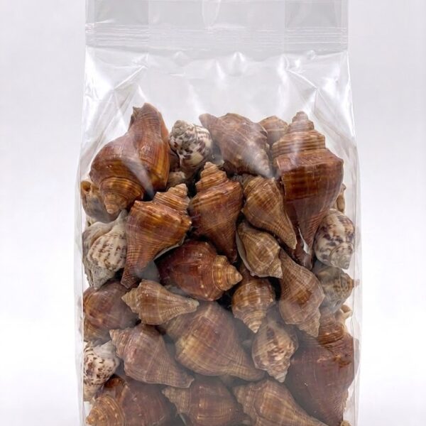 Conch Shell Deniz Kabuğu 100gr Paket